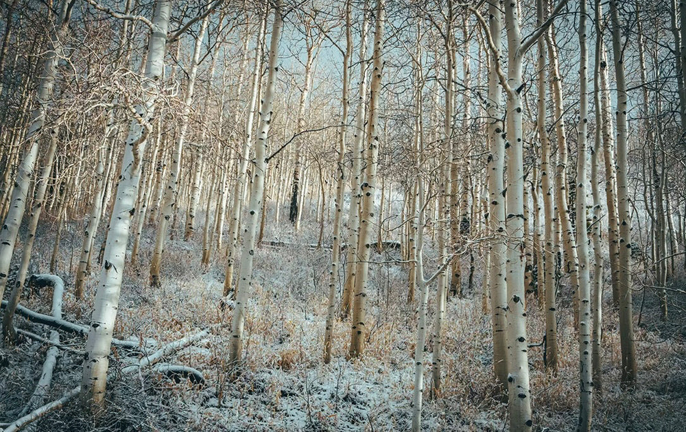 White Woods – Park City, Utah Photography