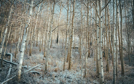 White Woods – Park City, Utah Photography