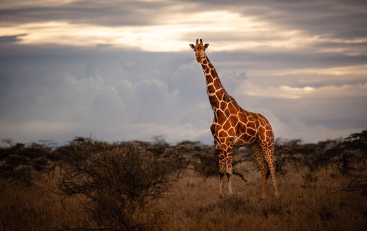 Above the Rest - African Giraffe Photos