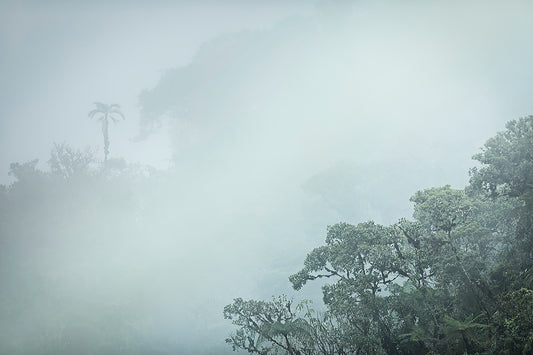 Amazon - Bolivia Rainforest Photos