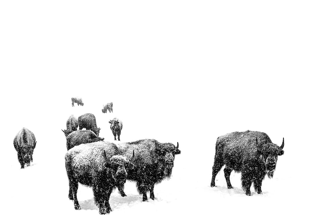 Bison Parade - Snow Buffalo Photography