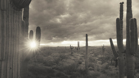 Cactus Forest - Phoenix Cactus Tree Photos