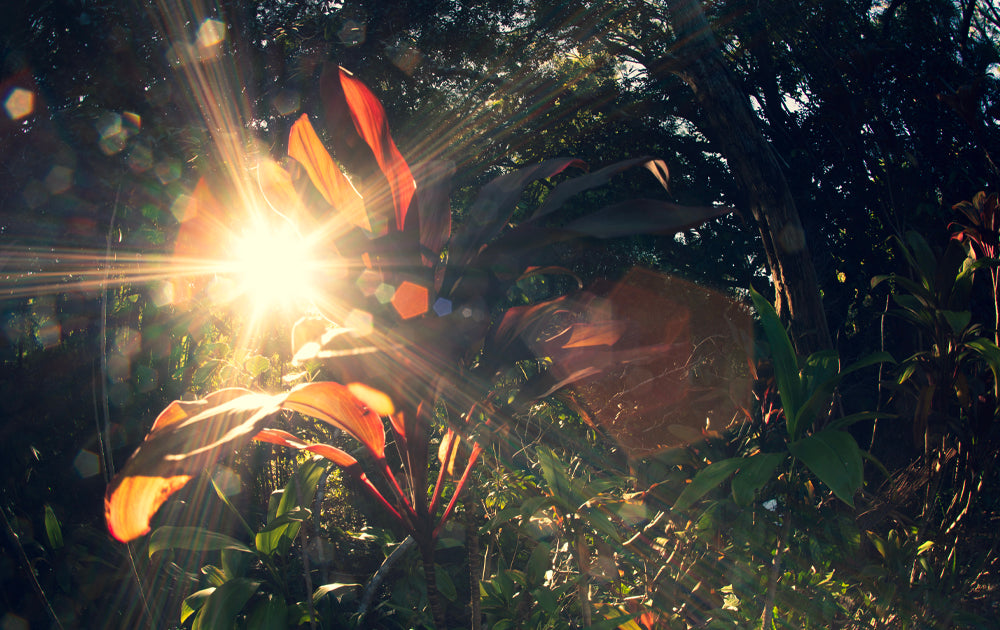 Flower Power - Photos on Maui