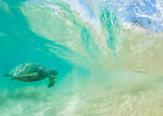 Free Ride - Matted Print - Sea Turtle Photos