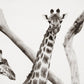 You Lookin' At Me? -  Spotted Kenya Giraffes Photo