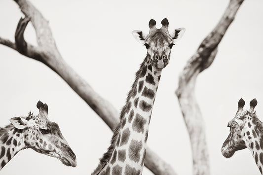 You Lookin' At Me? -  Spotted Kenya Giraffes Photo