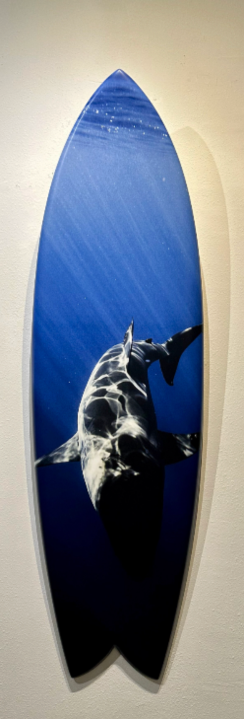 Great White Shark- Surfboard Display Piece