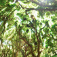 Green Veil - Photos of the Honolua Jungle