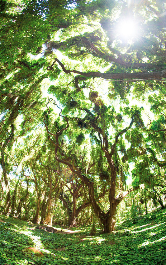 Green Veil - Photos of the Honolua Jungle