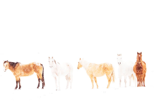 Hold Your Horses - Brown and White Horses Photo