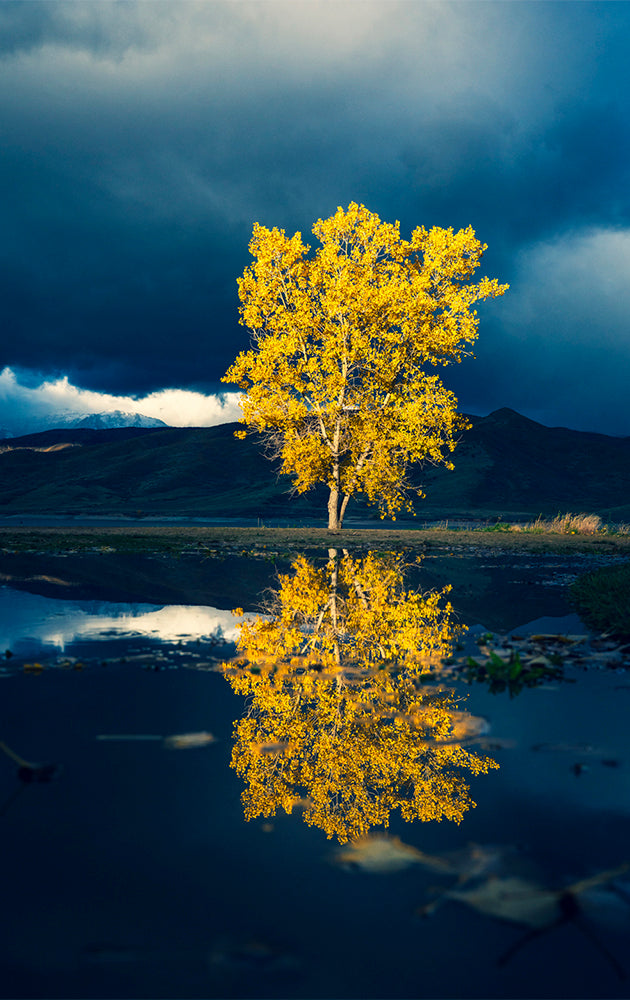 It Was All Yellow – Bo Bridges Utah Photography