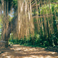 Jungle Ceiling - Maui Nature Photos