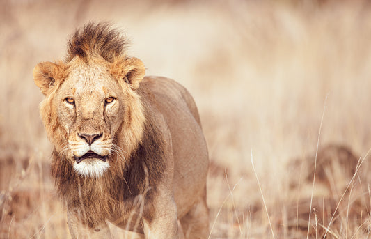 Lion on the Prowl - Fine Art Photography