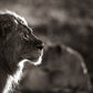 Stoic Pride - Beautiful Beach, Ocean and Landscape Photography