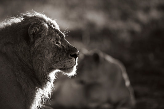 Stoic Pride - Beautiful Beach, Ocean and Landscape Photography