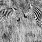 Looking In the Mirror - Zebra Photos