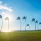 Palm Trees - Matted Print - Maui Palm Tree Photos