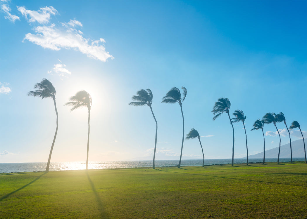 Palm Trees - Matted Print - Maui Palm Tree Photos