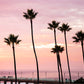 Palms Way - Manhattan Beach Palm Tree Photos