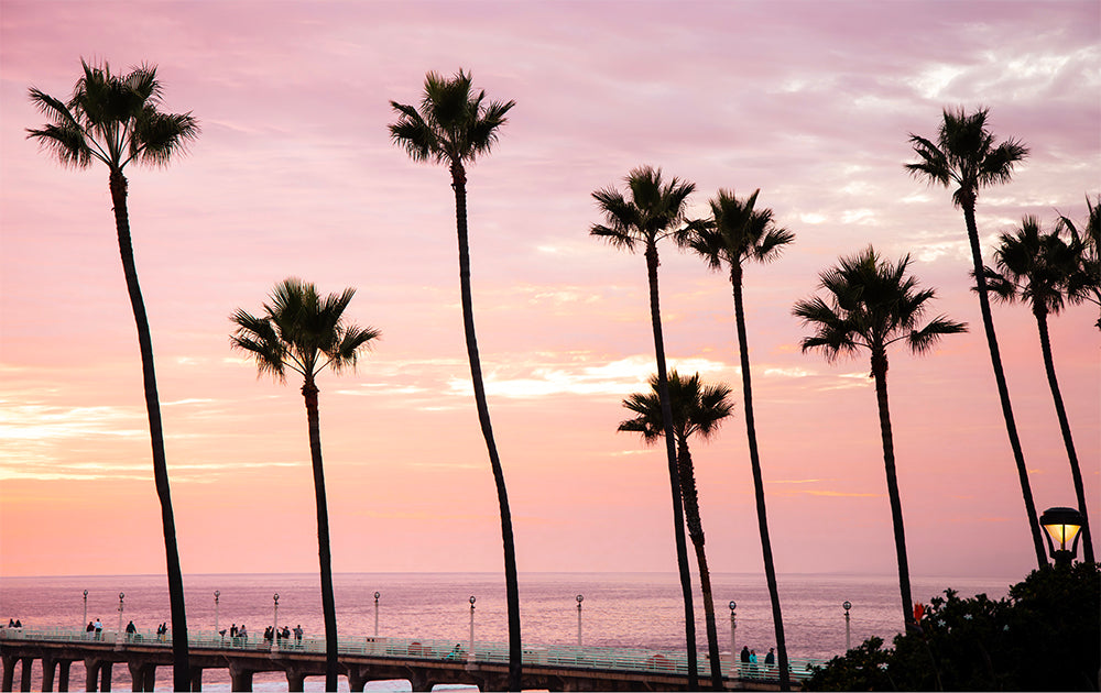 Palms Way - Manhattan Beach Palm Tree Photos