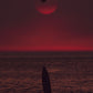 Pelican Tomb - Manhattan Beach Surf Photos
