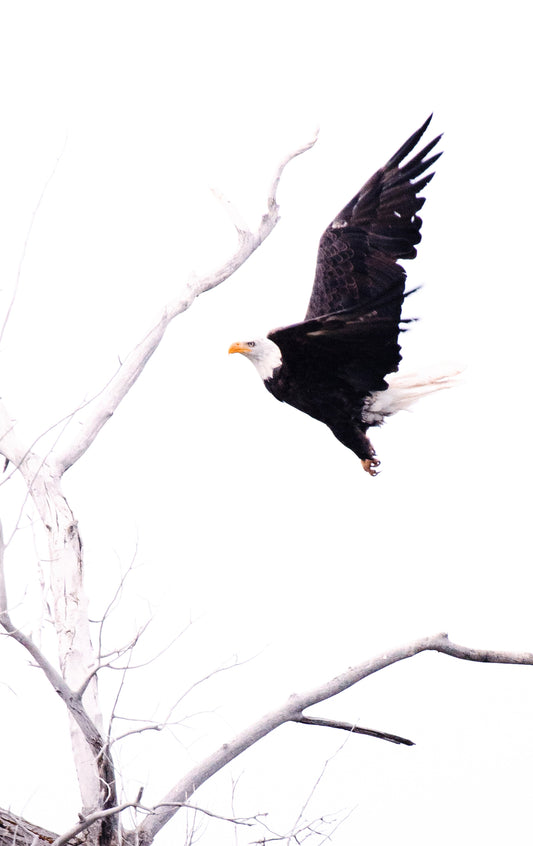 Rise Above – Park City, Utah Photo
