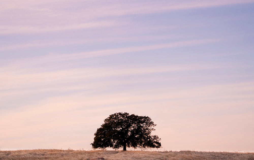 Rooted Earth - Paso Robles Winery Photos