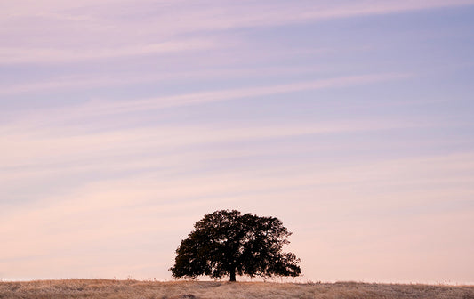 Rooted Earth - Paso Robles Winery Photos