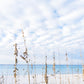 Sea Oats - Florida Beach Photography