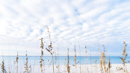 Sea Oats - Florida Beach Photography