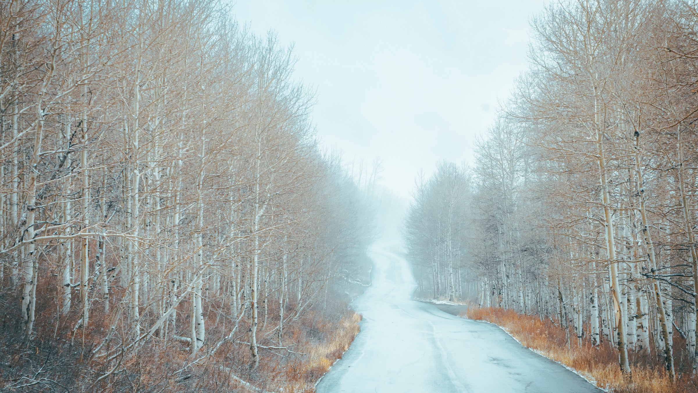 Winter scene with a road flanked by snow-covered trees