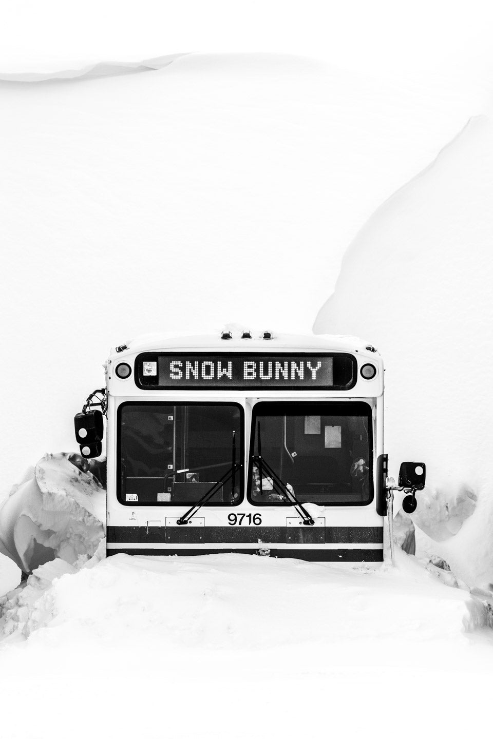 Snow Bunny - Snow Cover Photography