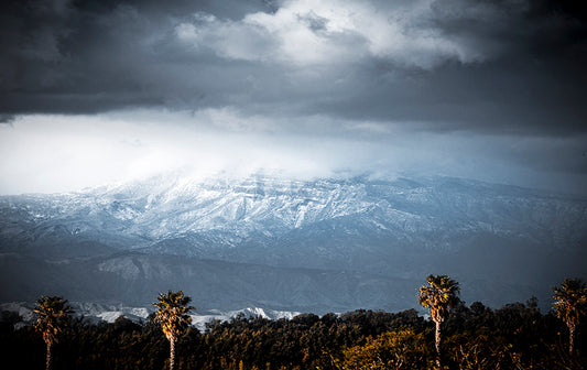 Snow Palms - Photos of  Morro Bay Palm Trees and Mountains