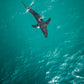 Swim Team - Manhattan Beach Sharks Aerial Photos