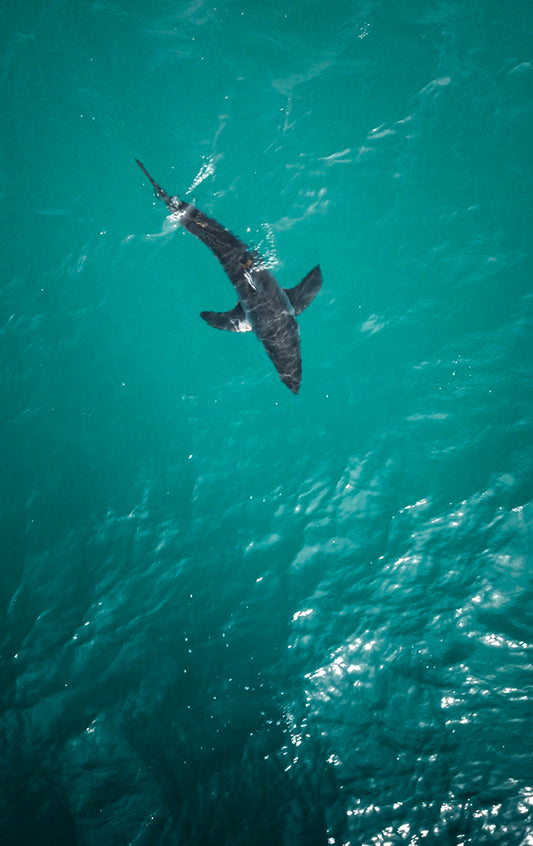 Swim Team - Manhattan Beach Sharks Aerial Photos