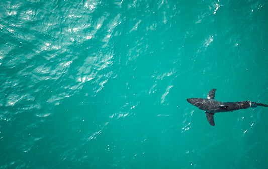 Passing Through - Manhattan Beach Sharks Aerial Photos