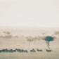 Z is for Zebra - Fine Art Nature Photography