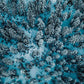 Aerial Evergreen Photos