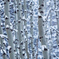 Aspen Snow Photos