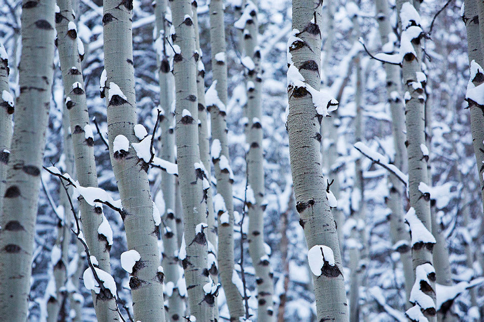 Aspen Snow Photos