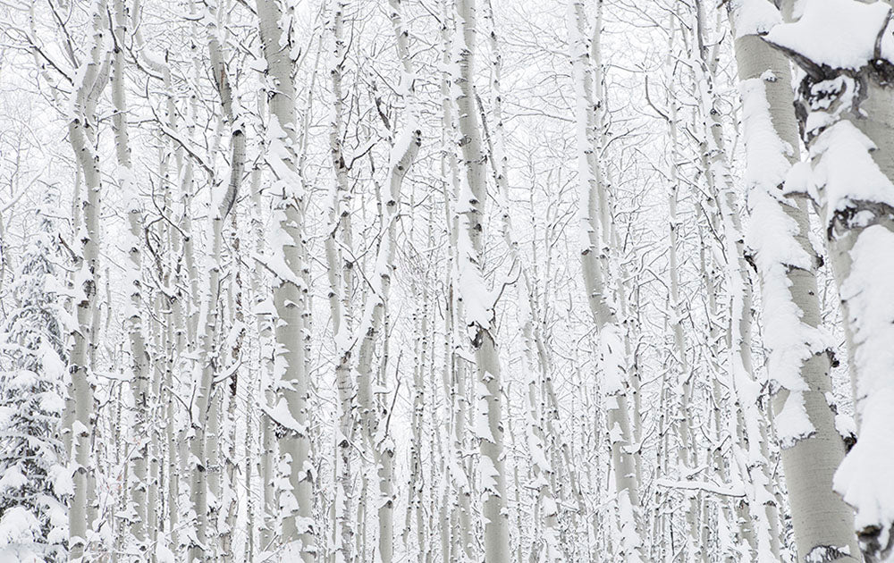 Aspen Snowmass Trees in SNow Photos