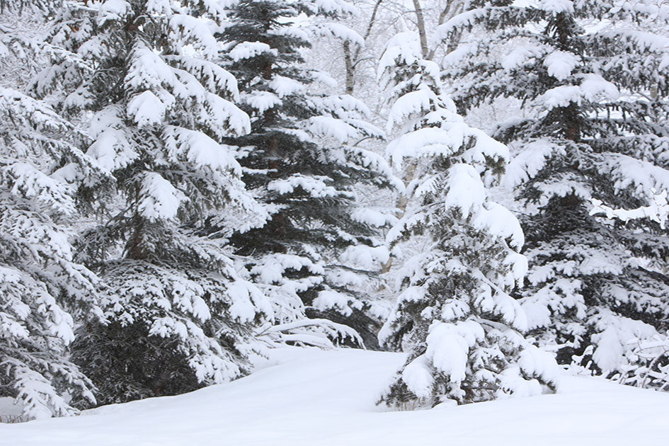 Aspen Snowy Trees Photos