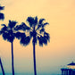 Blue Manhattan Beach Palm Trees Photos