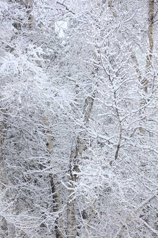 Aspen Snow Photo