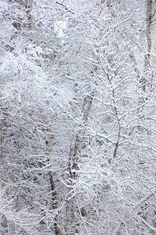 Aspen Snow Photo