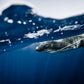 Mexico Shark Photos