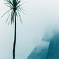 New Zealand Palm Tree Photo