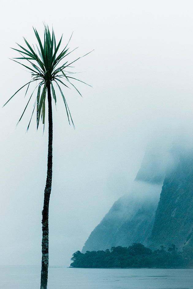 New Zealand Palm Tree Photo