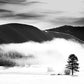 A Tree Grows in Idaho - Sun Valley Snow Photo