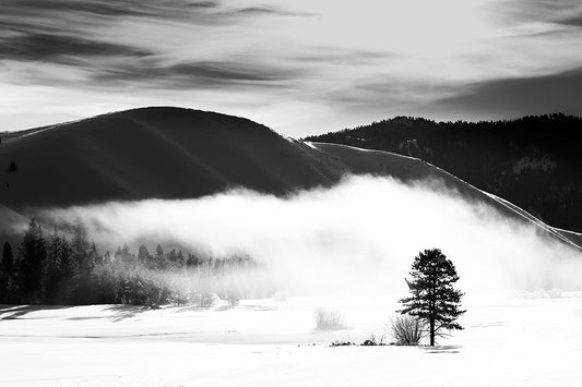 A Tree Grows in Idaho - Sun Valley Snow Photo